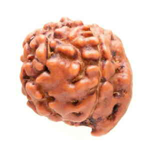 Ganesha Rudraksha