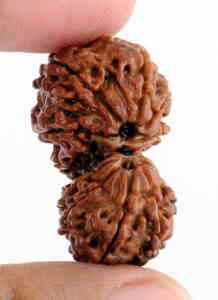 Gauri Shankar Nepali Rudraksha