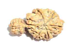 Healing Effect of Savar Rudraksha