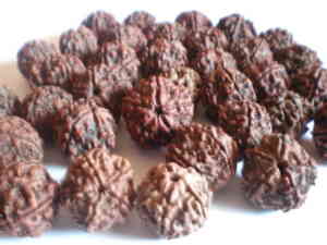 Nepalese and Indonesian Rudraksha Bead