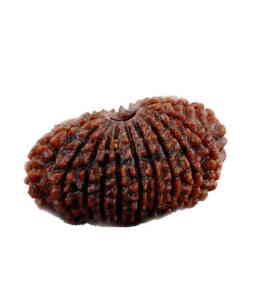 Nineteen Mukhi Rudraksha Info