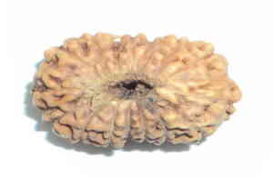 Power of Sixteen Mukhi Rudraksha