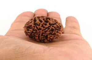 Rudraksha and Profession Information