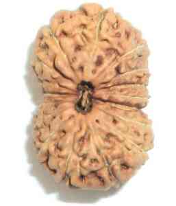 Seventeen Mukhi Rudraksha