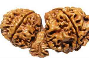 Significance of Garbha Gauri Nepali Rudraksha