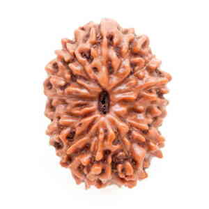 Thirteen Mukhi Rudraksha