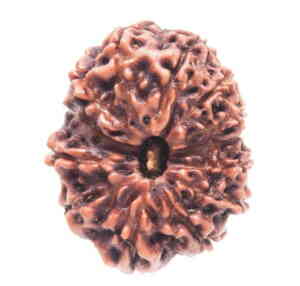 Thirteen Mukhi Rudraksha Info
