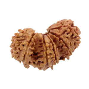 Trijuti Rudraksha Info