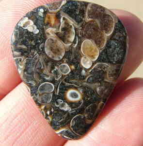 Turitella Agate Fossil