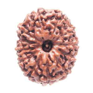 Twelve Mukhi Rudraksha Info