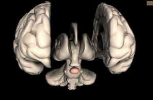 Ayurvedic Treatment of Pituitary Gland Disorders